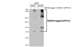 Anti-GPR133 antibody [HL4530] used in Western Blot (WB). GTX644100