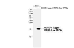 Anti-MERS-CoV ORF4a antibody [HL4583] used in Western Blot (WB). GTX644259