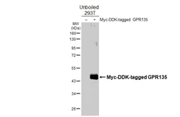 Anti-GPR135 antibody [HL4668] used in Western Blot (WB). GTX644541