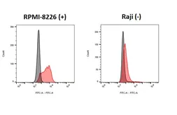 Anti-CX3CR1 antibody [HL4701] used in Flow cytometry (FCM). GTX644702