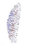 Anti-Opsin Red / Green antibody [HMV4716] HistoMAX&trade; used in IHC (Paraffin sections) (IHC-P). GTX644717