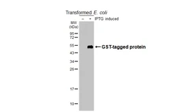 Anti-GST tag antibody [HL4782] used in Western Blot (WB). GTX644794