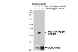Anti-GPR107 antibody [HL4815] used in Western Blot (WB). GTX644827