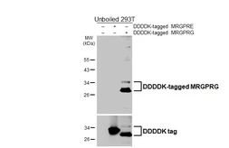 Anti-MRGPRG antibody [HL4853] used in Western Blot (WB). GTX644916
