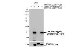 Anti-Enterovirus 71 2C antibody [HL4969] used in Western Blot (WB). GTX645055
