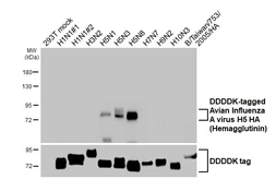 Anti-Avian Influenza A virus H5 HA (Hemagglutinin) antibody [HL5180] used in Western Blot (WB). GTX645432