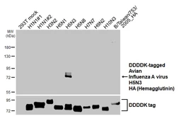 Anti-Avian Influenza A virus H5N3 HA (Hemagglutinin) antibody [HL5182] used in Western Blot (WB). GTX645434