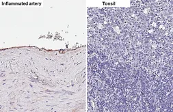 Anti-IL6 antibody [HL5207] used in IHC (Paraffin sections) (IHC-P). GTX645463