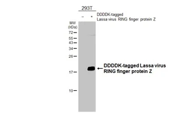 Anti-Lassa virus RING finger protein Z antibody [HL5386] used in Western Blot (WB). GTX645954