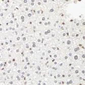 Anti-RPB2 antibody used in IHC (Paraffin sections) (IHC-P). GTX64604