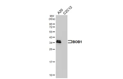 Anti-BOB1 antibody [HL5492] used in Western Blot (WB). GTX646156