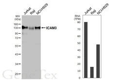 Anti-ICAM3 antibody [HL5530] used in Western Blot (WB). GTX646193