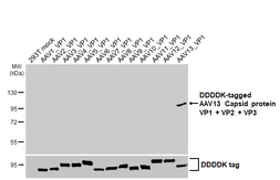Anti-AAV13 Capsid protein VP1 + VP2 + VP3 antibody [HL5535] used in Western Blot (WB). GTX646198
