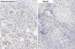 Anti-CD105 antibody [HL5574] used in IHC (Paraffin sections) (IHC-P). GTX646256