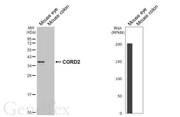 Anti-CORD2 antibody [HL5578] used in Western Blot (WB). GTX646260