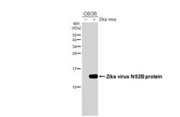 Anti-Zika virus NS2B protein antibody [HL5585] used in Western Blot (WB). GTX646267