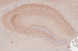Anti-Cholecystokinin antibody [HL5639] used in IHC (Paraffin sections) (IHC-P). GTX646328