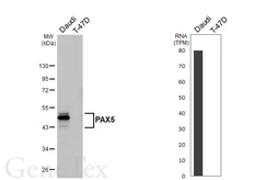 Anti-PAX5 antibody [HL5694] used in Western Blot (WB). GTX646525