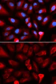 Anti-FKBP4 antibody used in Immunocytochemistry/ Immunofluorescence (ICC/IF). GTX64678