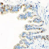 Anti-RGS5 antibody used in IHC (Paraffin sections) (IHC-P). GTX64682