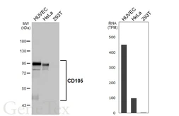 Anti-CD105 antibody [HL5782] used in Western Blot (WB). GTX646853