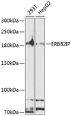 Anti-ERBIN antibody used in Western Blot (WB). GTX64716