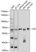 Anti-LSR antibody used in Western Blot (WB). GTX64741