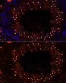 Anti-MSH4 antibody used in IHC (Paraffin sections) (IHC-P). GTX64804