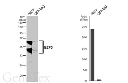 Anti-E2F3 antibody [HL6027] used in Western Blot (WB). GTX648101