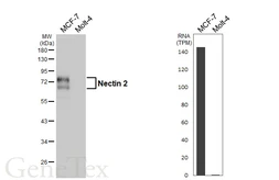 Anti-Nectin 2 antibody [HL6045] used in Western Blot (WB). GTX648124