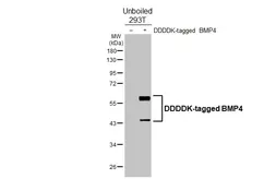 Anti-BMP4 antibody [HL6089] used in Western Blot (WB). GTX648174