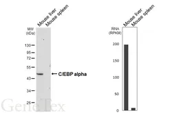 Anti-C/EBP alpha antibody [HL6175] used in Western Blot (WB). GTX648267