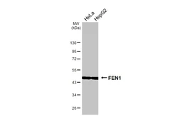 Anti-FEN1 antibody [HL6225] used in Western Blot (WB). GTX648317