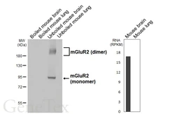 Anti-mGluR2 antibody [HL6234] used in Western Blot (WB). GTX648326