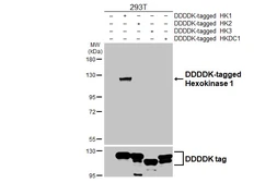 Anti-Hexokinase 1 antibody [HL6256] used in Western Blot (WB). GTX648348