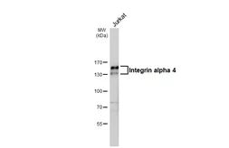 Anti-Integrin alpha 4 antibody [HL6340] used in Western Blot (WB). GTX648450