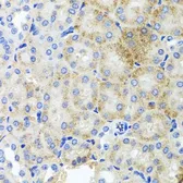 Anti-PEX3 antibody used in IHC (Paraffin sections) (IHC-P). GTX64847