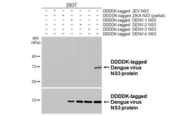 Anti-Dengue virus NS3 protein antibody [HL6358] used in Western Blot (WB). GTX648797