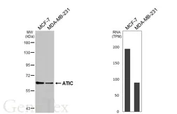 Anti-ATIC antibody [HL6383] used in Western Blot (WB). GTX648822