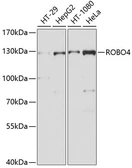 Anti-Robo4 antibody used in Western Blot (WB). GTX64886