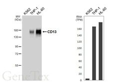 Anti-CD13 antibody [HL6422] used in Western Blot (WB). GTX648867