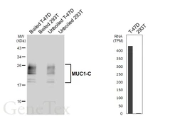 Anti-MUC1 antibody [HL6424] used in Western Blot (WB). GTX648869