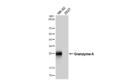Anti-Granzyme A antibody [HL6457] used in Western Blot (WB). GTX648905