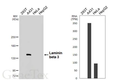 Anti-Laminin beta 3 antibody [HL6516] used in Western Blot (WB). GTX648972