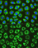 Anti-DNAJC10 antibody used in Immunocytochemistry/ Immunofluorescence (ICC/IF). GTX64912