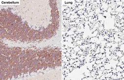 Anti-Kv4.2 antibody [GT433] used in IHC (Paraffin sections) (IHC-P). GTX649342