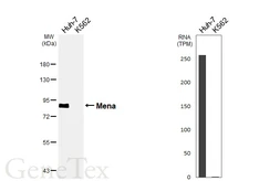 Anti-Mena antibody [HL6673] used in Western Blot (WB). GTX649382