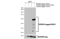 Anti-ENO3 antibody [HL6715] used in Western Blot (WB). GTX649426