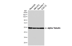 Anti-alpha Tubulin 4a antibody [HL6756] used in Western Blot (WB). GTX649479