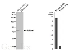 Anti-PROX1 antibody [HL6773] used in Western Blot (WB). GTX649504